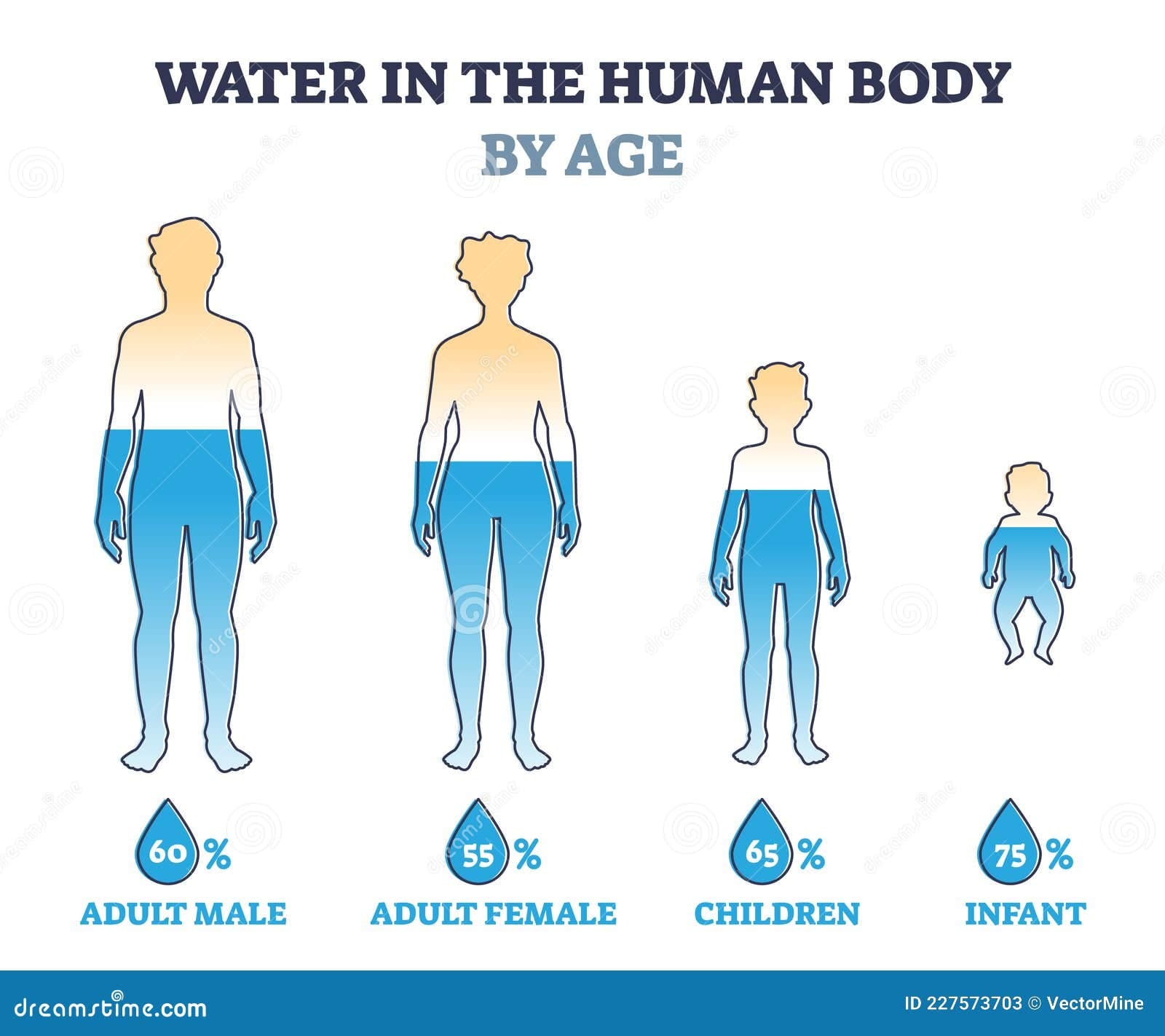 Fact Check: The average human body contains approximately 60% water.