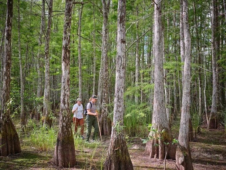 Fact Check: Big Cypress National Preserve was established in 1974.