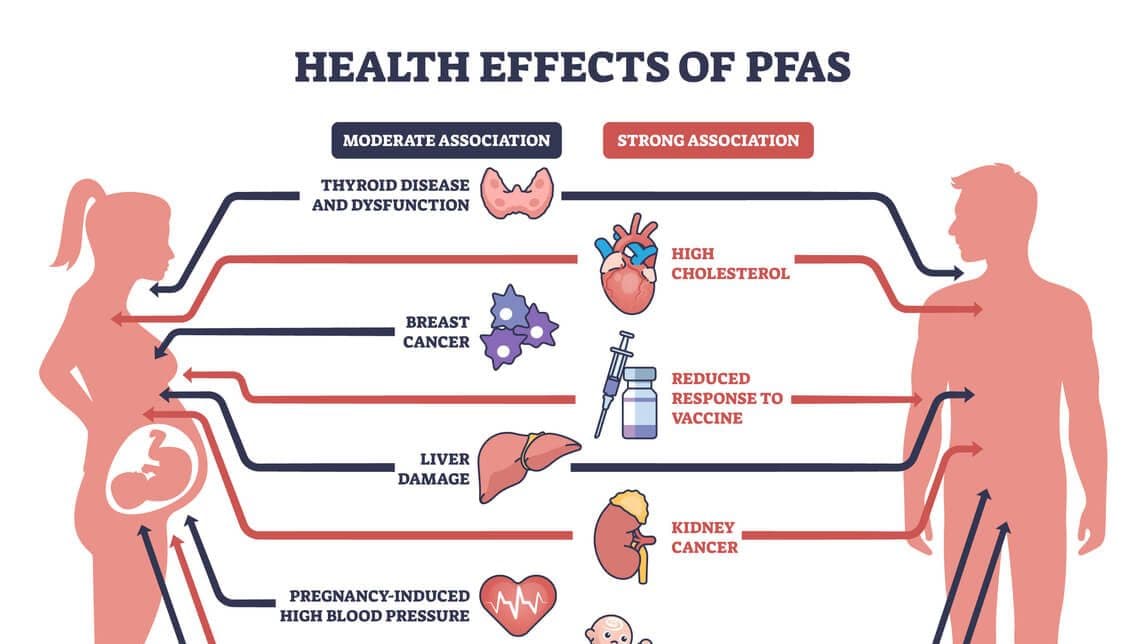 Fact Check: Pfas are linked to cancer, immune dysfunction, and reproductive issues.