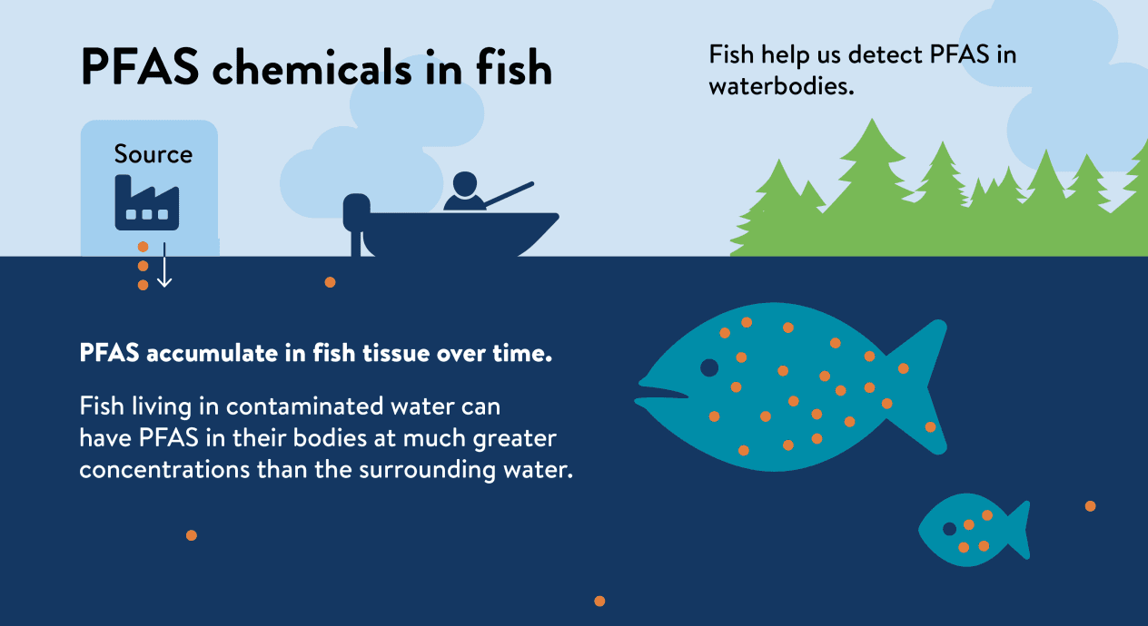 Fact Check: Pfas can accumulate in the tissues of aquatic organisms.