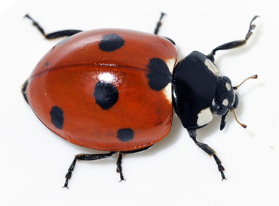 Fact Check: Is ladybugs poisonous?