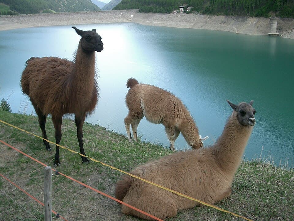 Fact Check: Is llama an animal?
