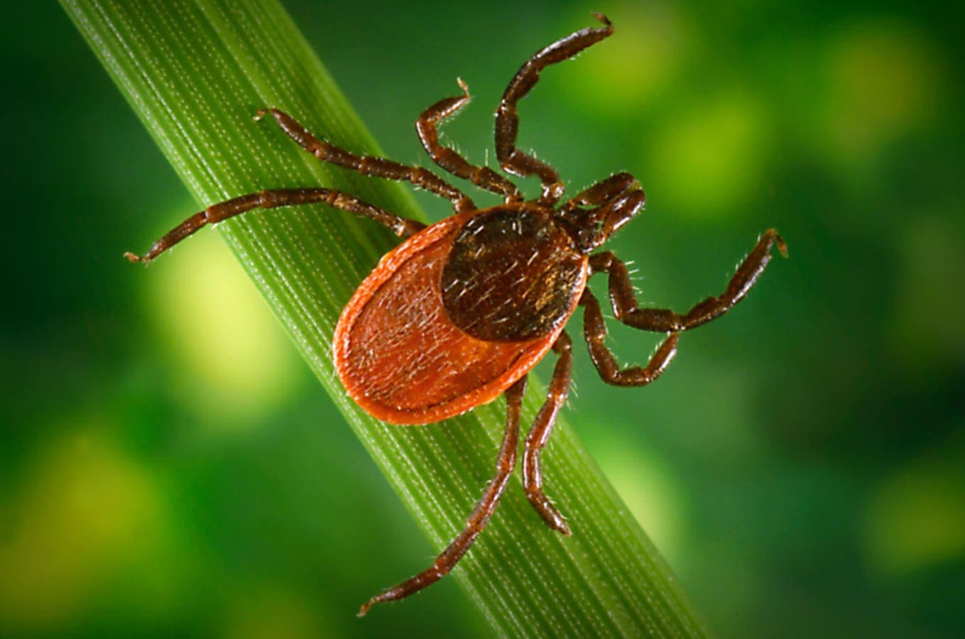 Fact Check: Is lyme disease real?