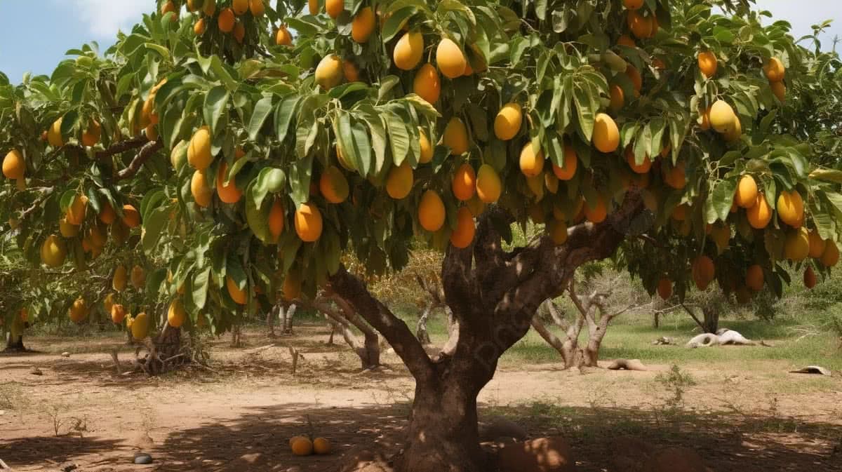 Fact Check: Is mango a fruit?