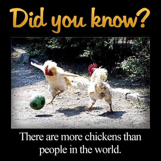 Fact Check: More chickens than people in the world 