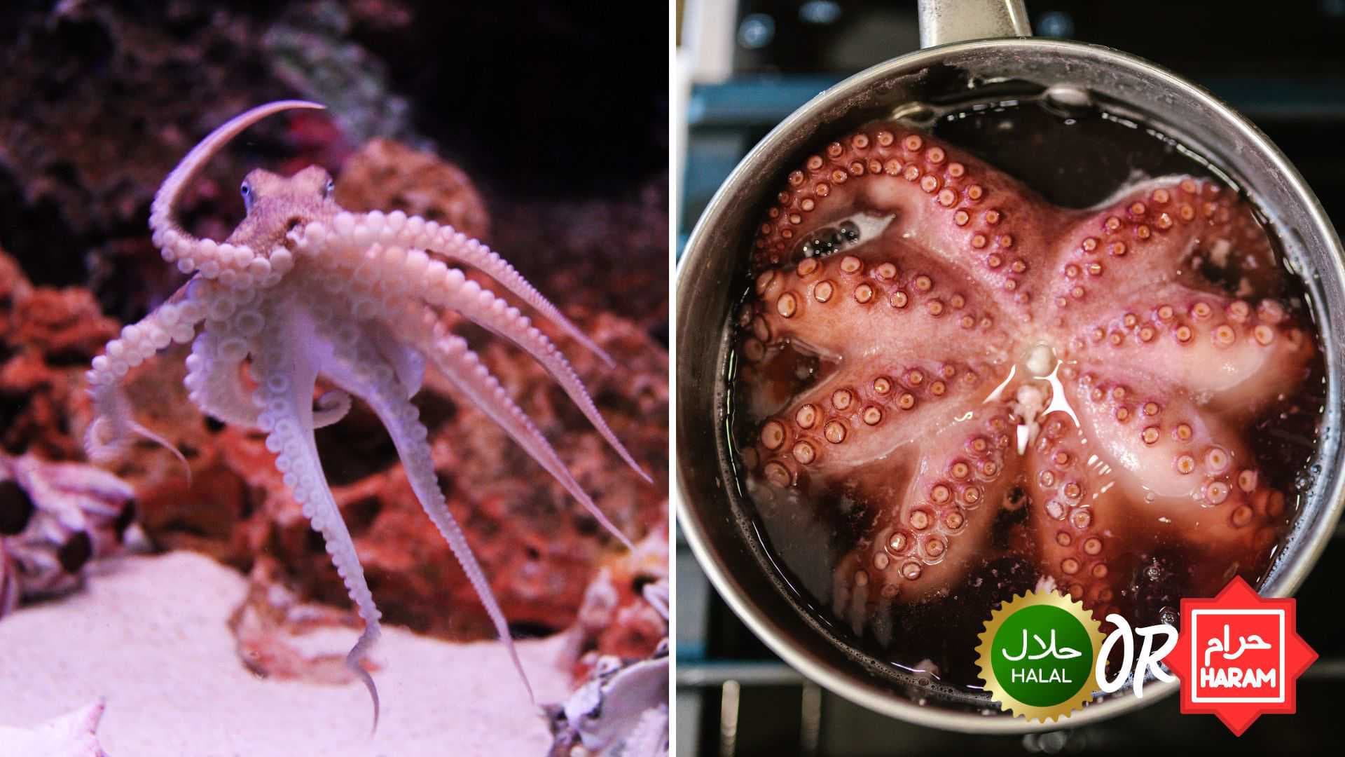 Fact Check: Is octopus halal?
