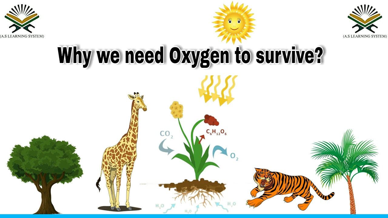 Fact Check: Oxygen is essential for human survival.