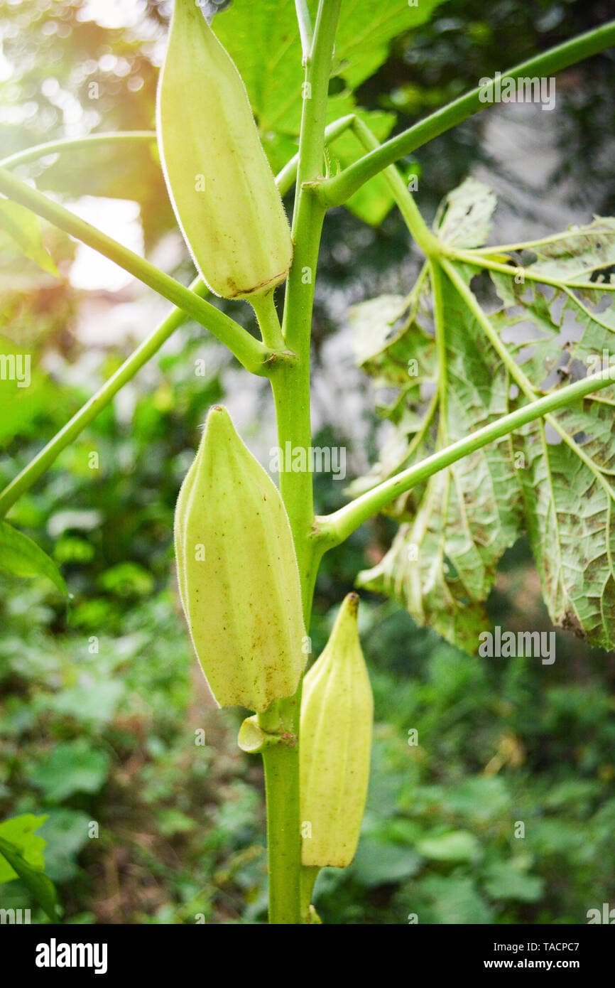 Fact Check: Is okra a fruit?