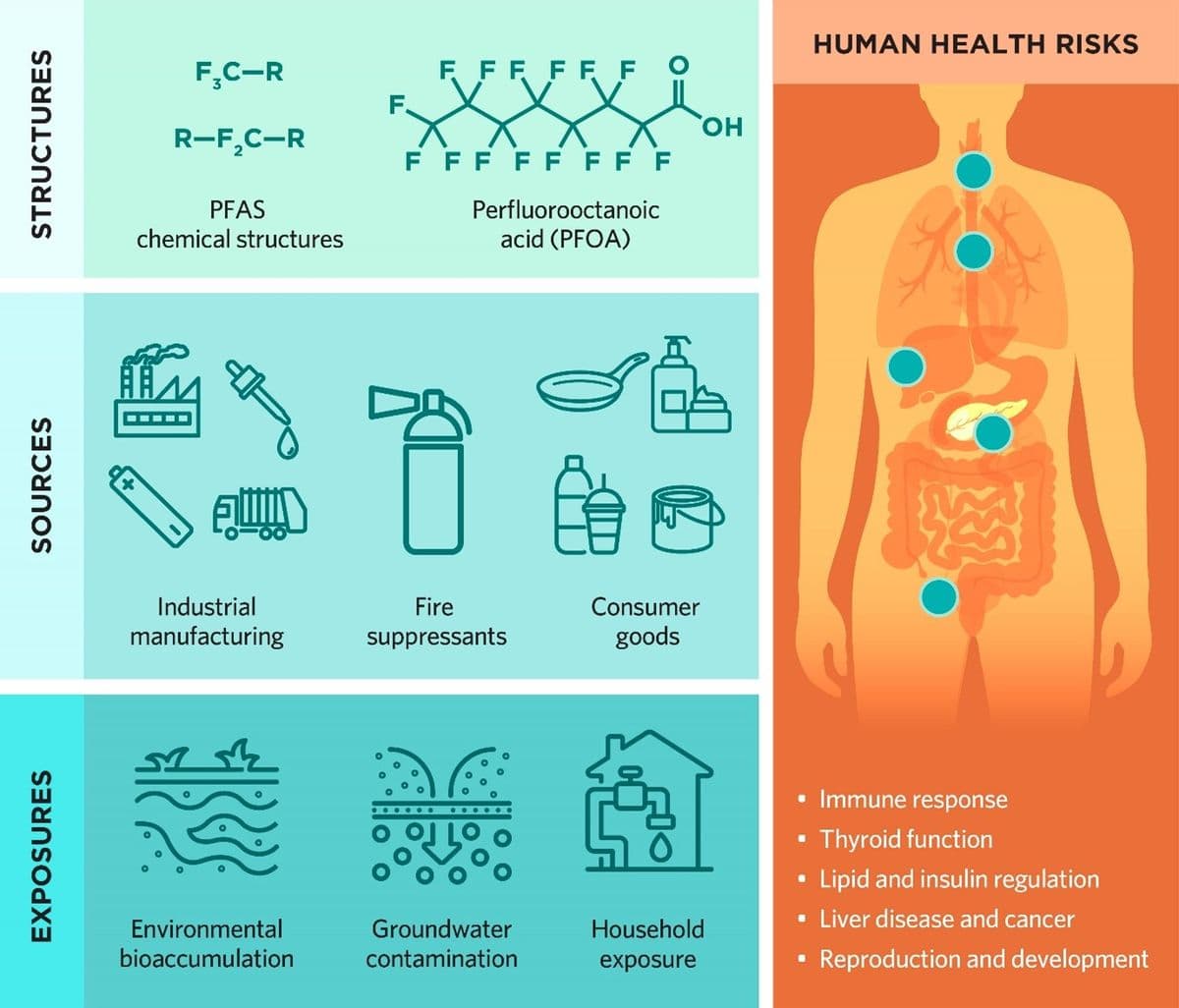 Fact Check: PFAS exposure is linked to cancer and immune dysfunction.