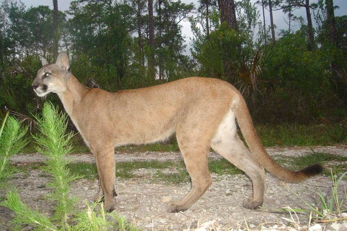 Fact Check: The Florida panther is an endangered species.