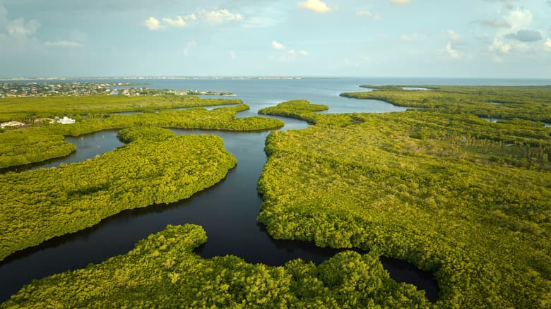Fact Check: The Everglades is a unique wetland ecosystem in Florida.