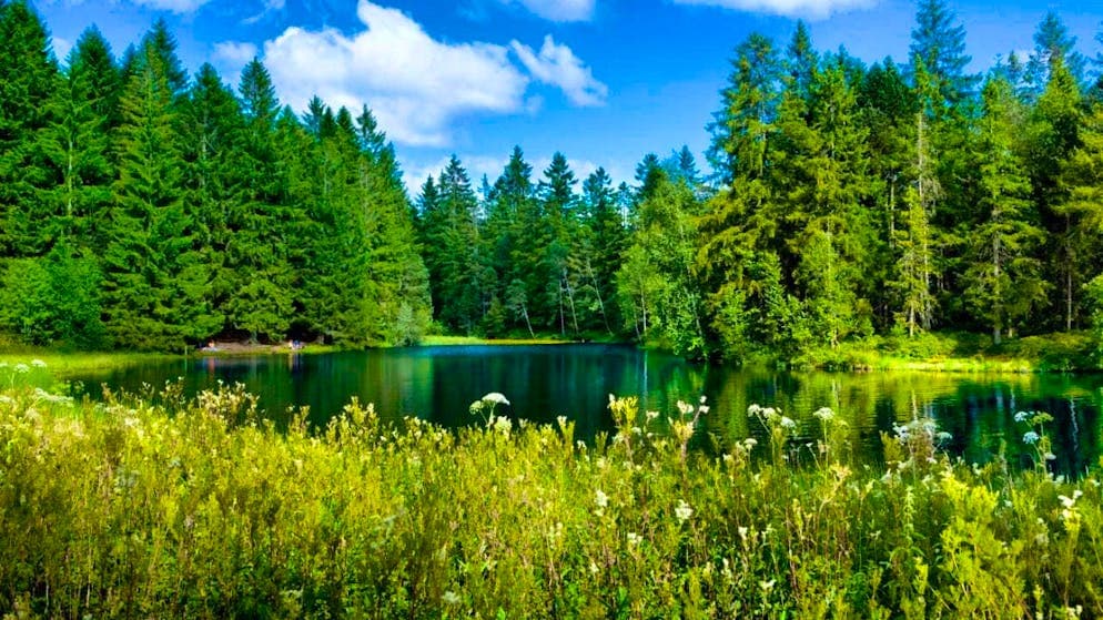 Fact Check: Wetlands are important biotopes that require preservation efforts.