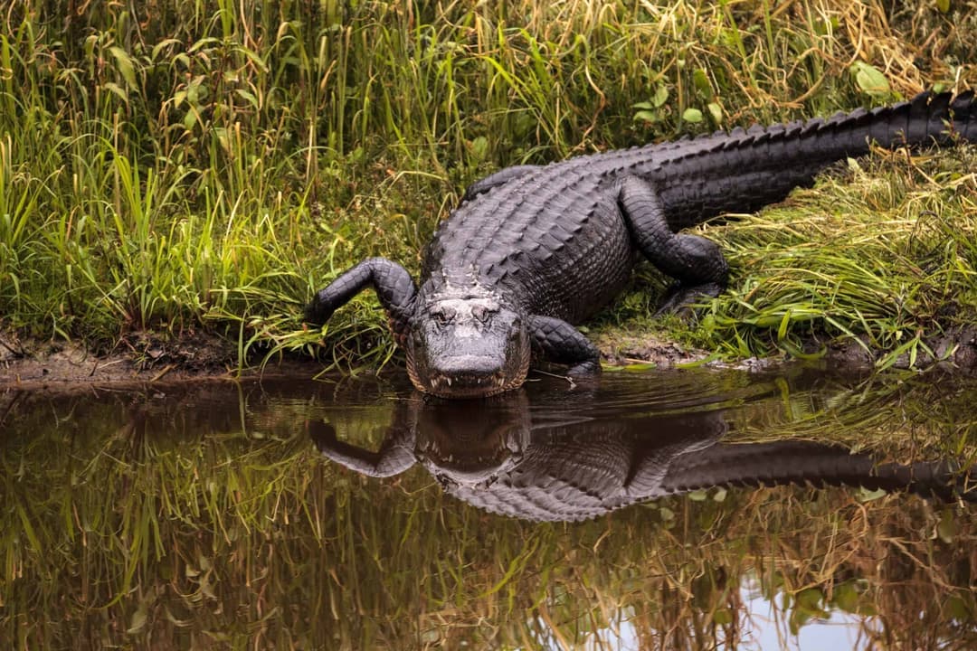 Fact Check: Florida is home to a diverse range of wildlife, including alligators.