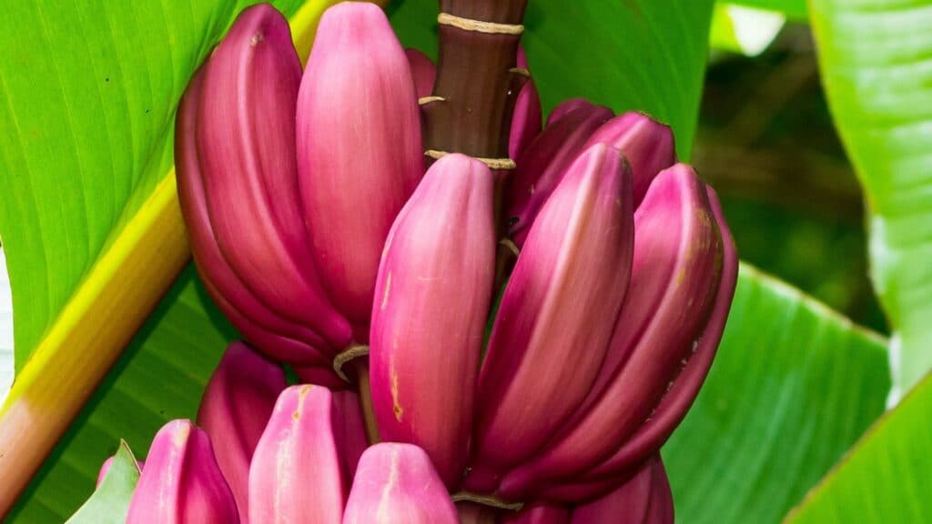 Fact Check: bananas are purple