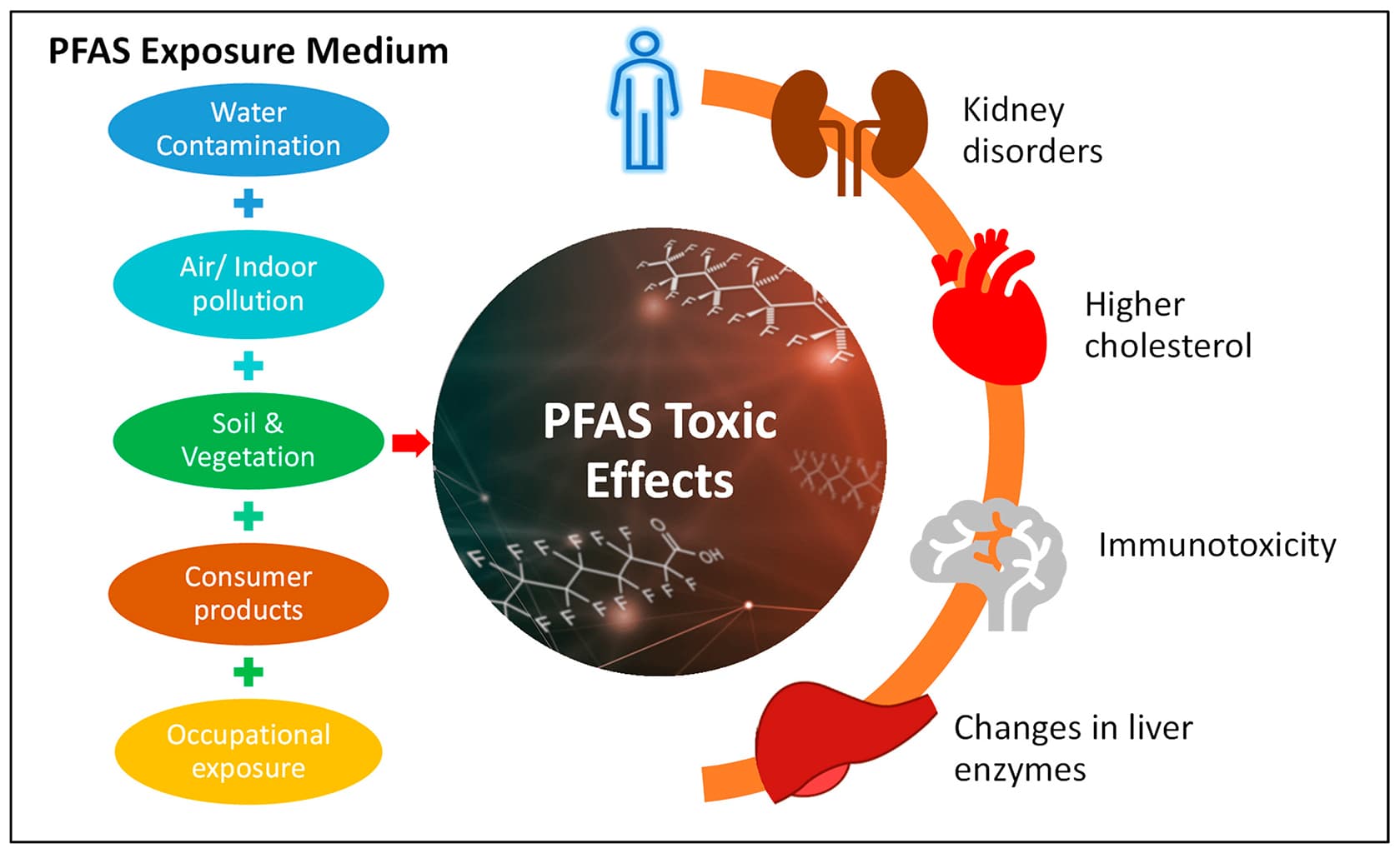Fact Check: Over 600 species are at risk from PFAS contamination worldwide.