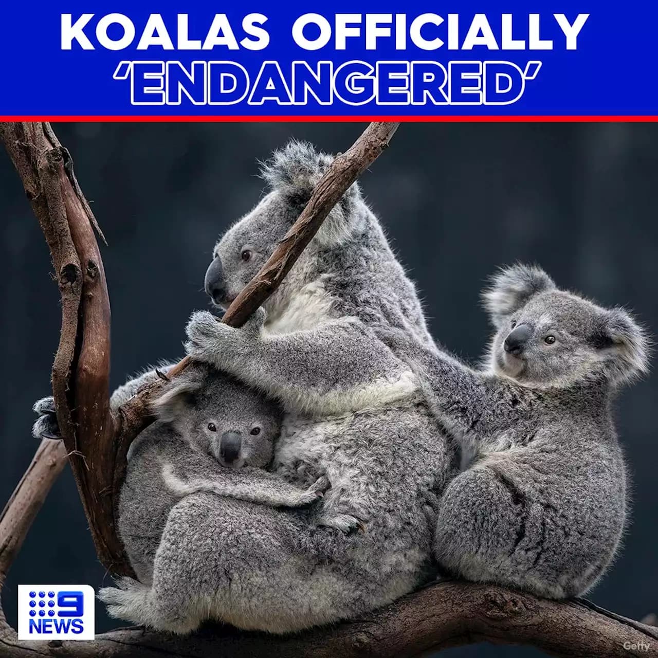 Fact Check: Is the koala endangered?