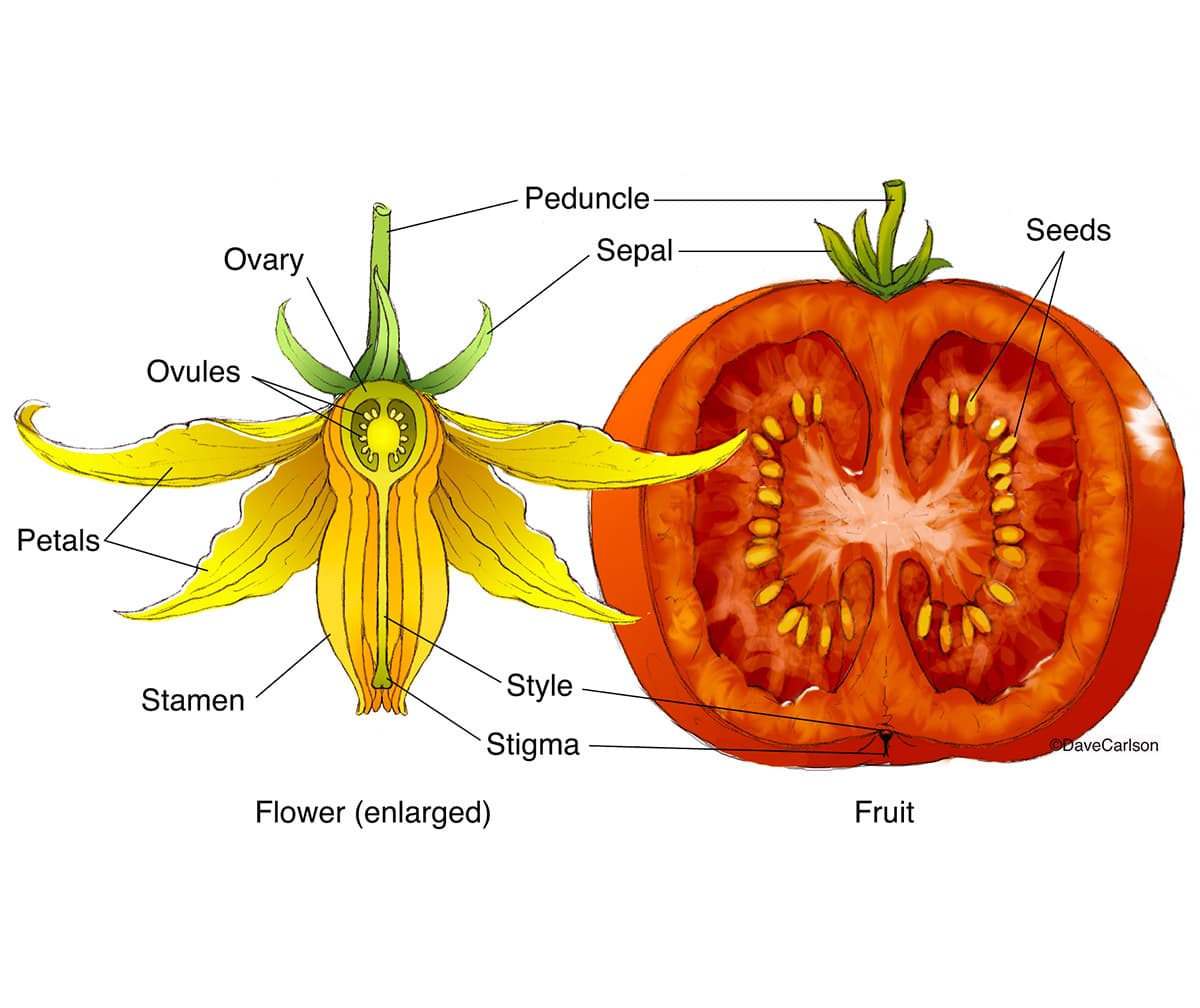Fact Check: Is tomato a fruit?