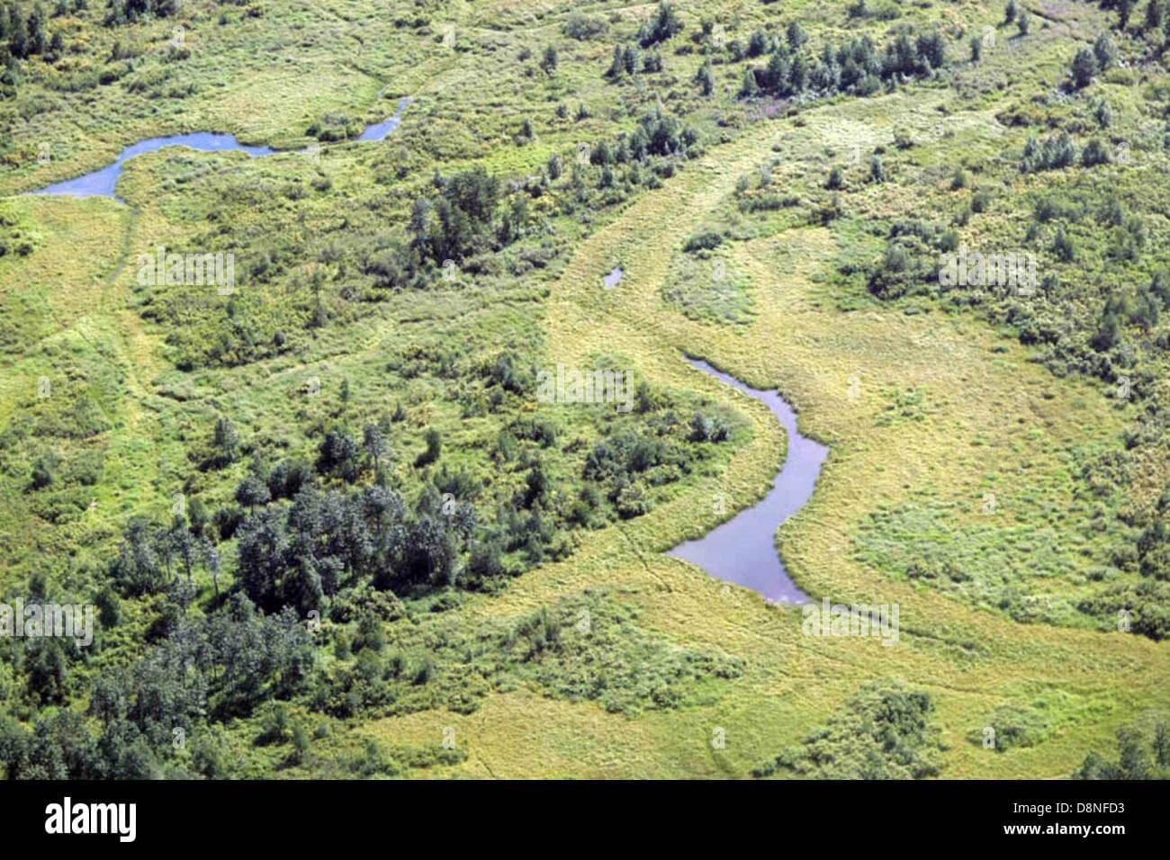 Fact Check: Wetlands are critical habitats for various species.