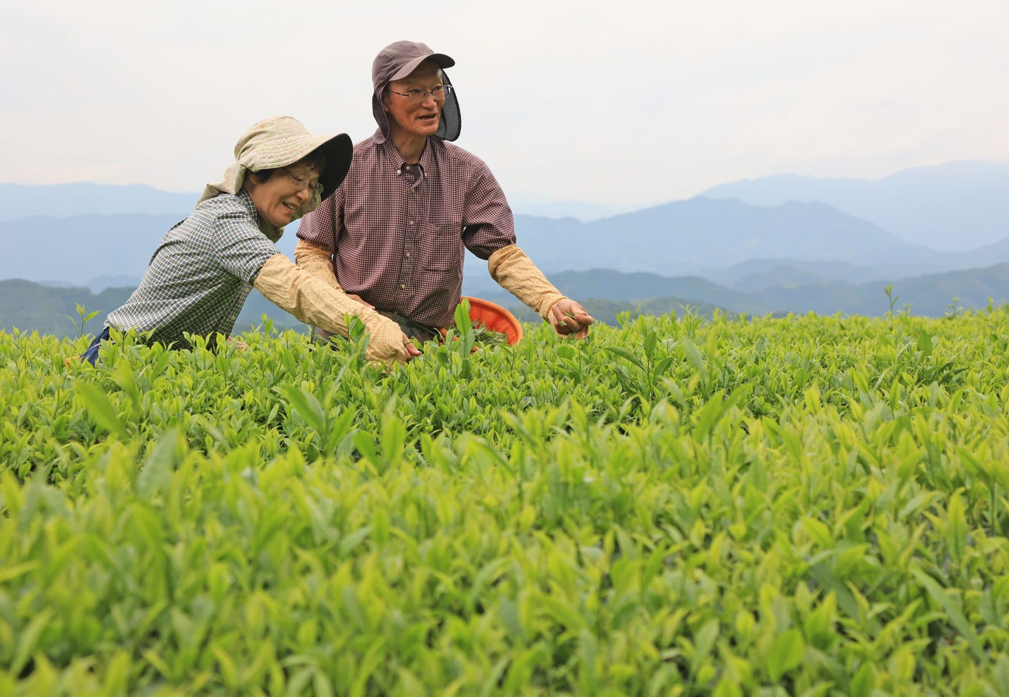 Fact Check: Japan imports large quantities of agricultural products.