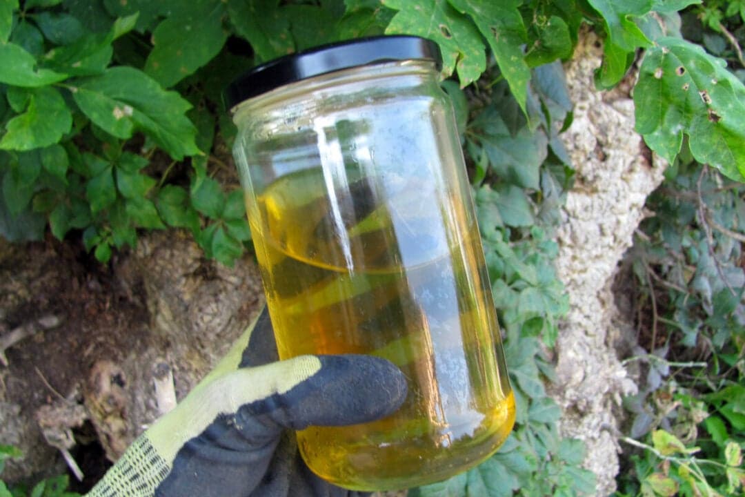 Fact Check: Is urine good for plants?
