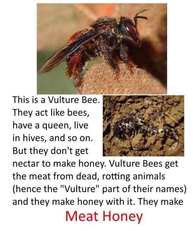 Fact Check: Is vulture bee honey edible?