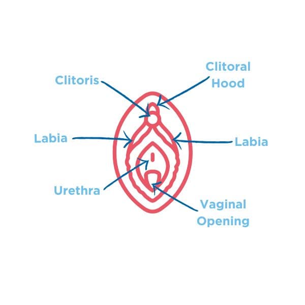 Fact Check: Is vulva normal?