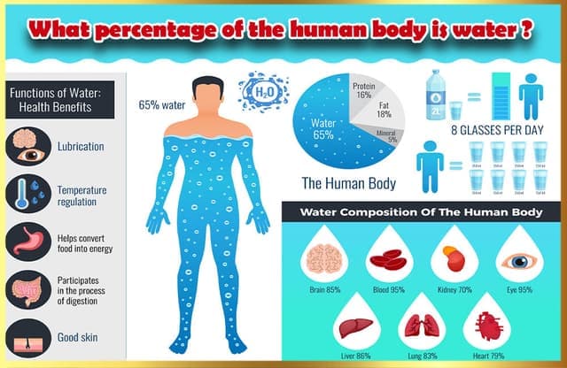 Fact Check: The human body is made up of approximately 60% water.