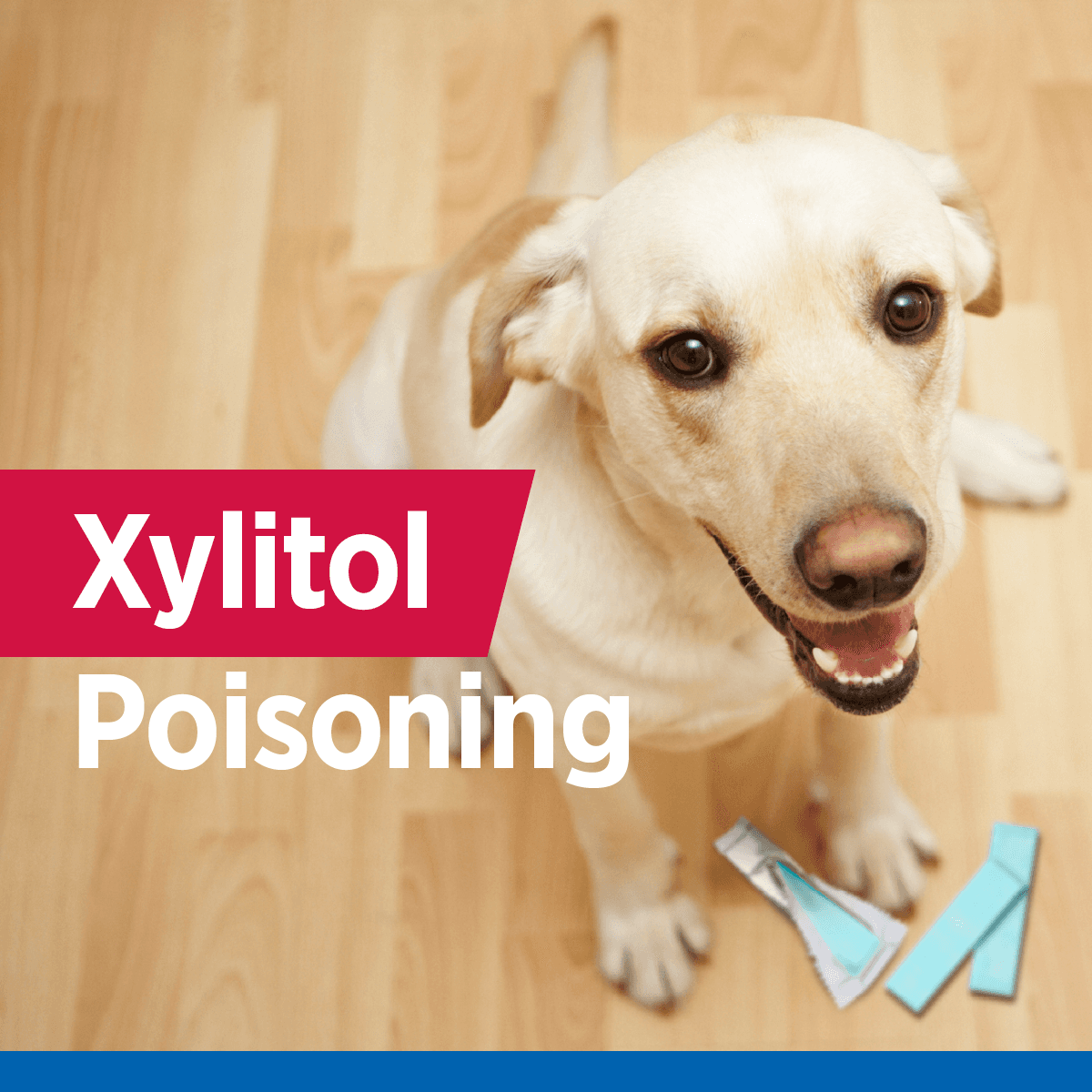 Fact Check: Is xylitol bad for dogs?