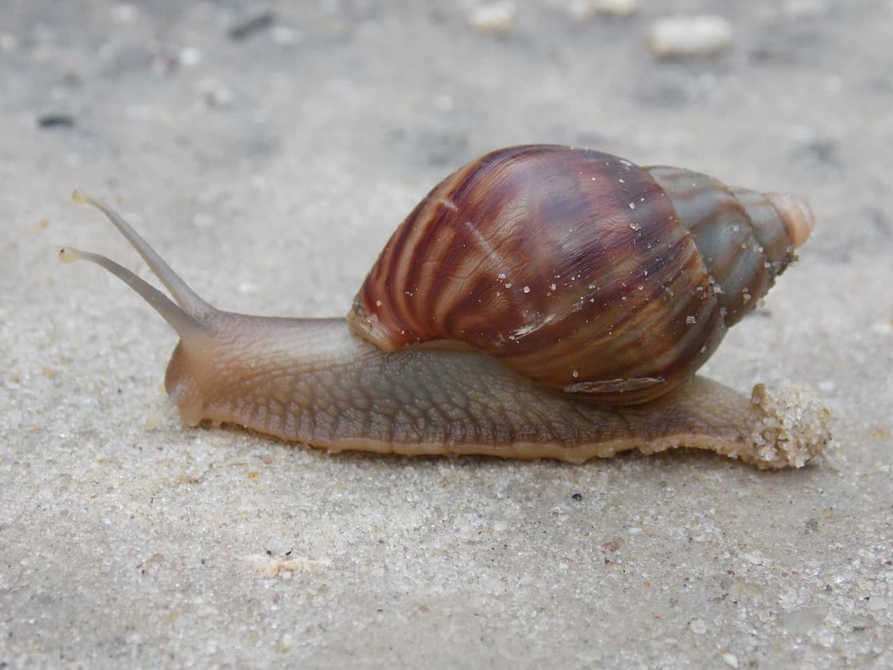 Fact Check: A snail that is slow usually gets eaten by the big birds.
A snail that is poisonous can perturbe even the hardiest of nests in the highest of trees.