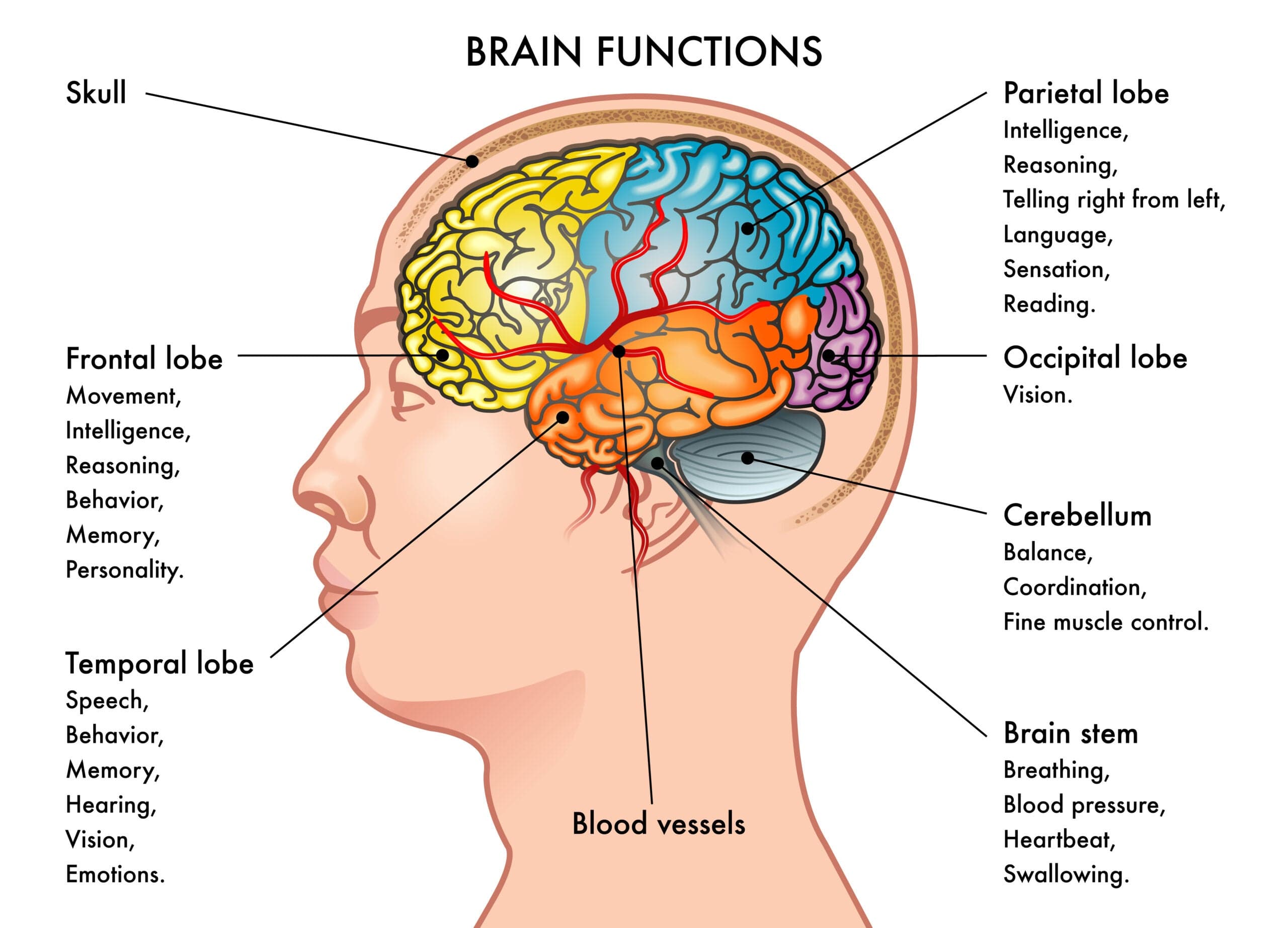 Fact Check: Dementia affects cognitive function and memory.