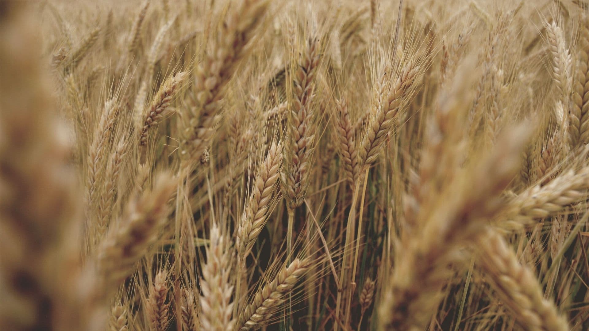 Fact Check: Wheat is a staple food crop grown globally.