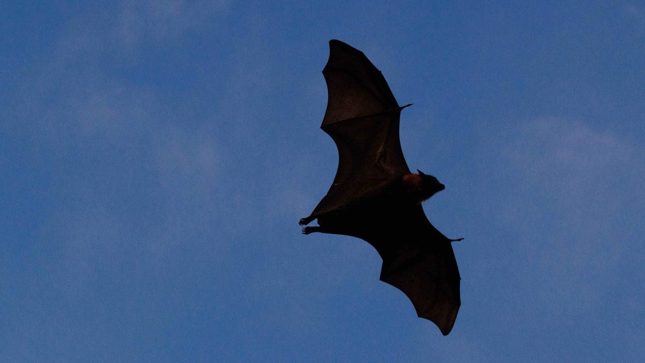 Fact Check: Bats can carry diseases that are transmissible to humans.