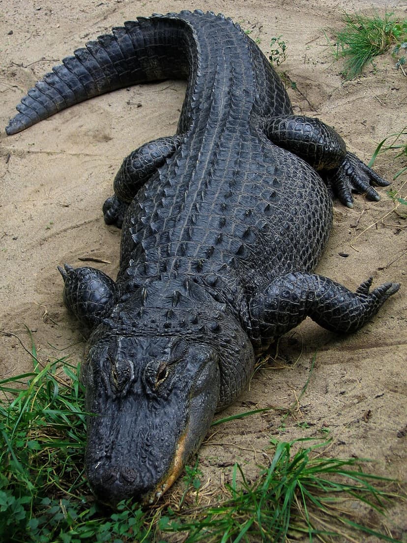 Fact Check: Alligators are native to the wetlands of the southeastern United States.