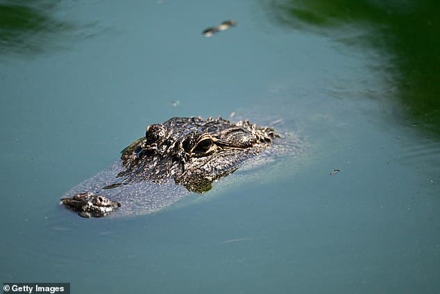 Fact Check: Alligators can be dangerous to humans if provoked.