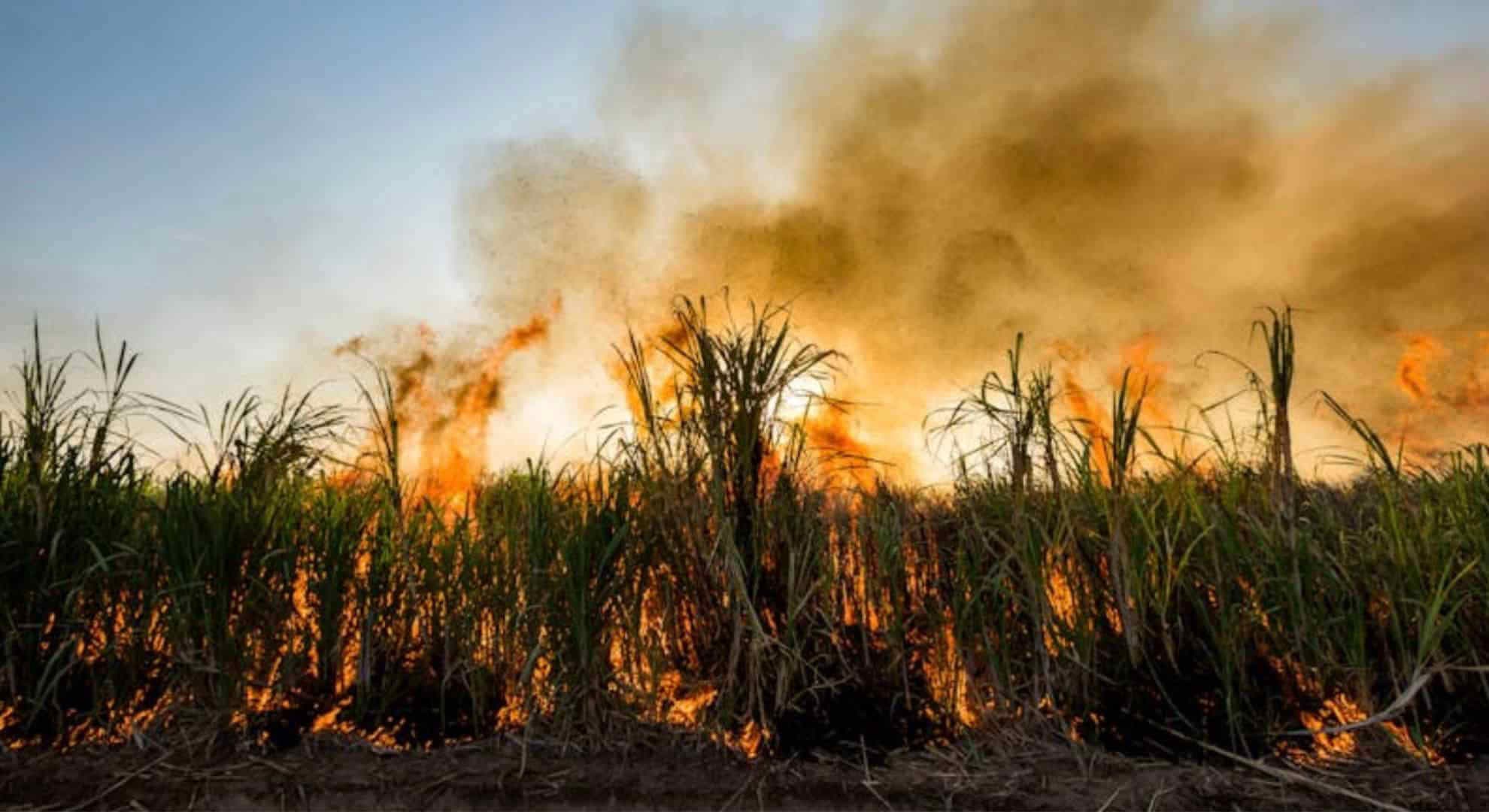 Fact Check: Air pollution contributes to millions of premature deaths worldwide each year.
