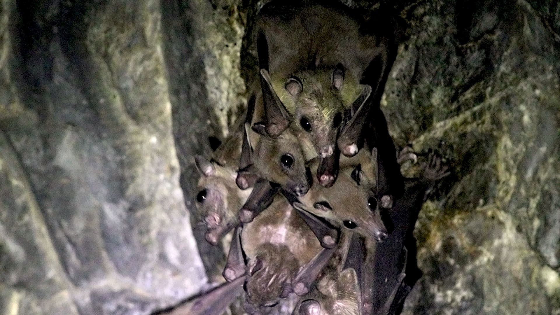 Fact Check: Bats are natural reservoirs for many pathogens that can cause disease in humans.