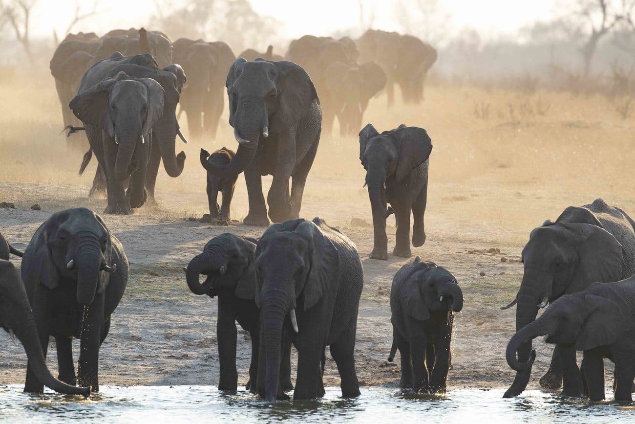 Fact Check: Pandemics often reflect how humans disturb natural environments.