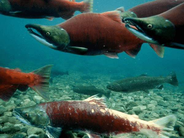 Fact Check: Sockeye salmon are a species of fish found in the Pacific Ocean.