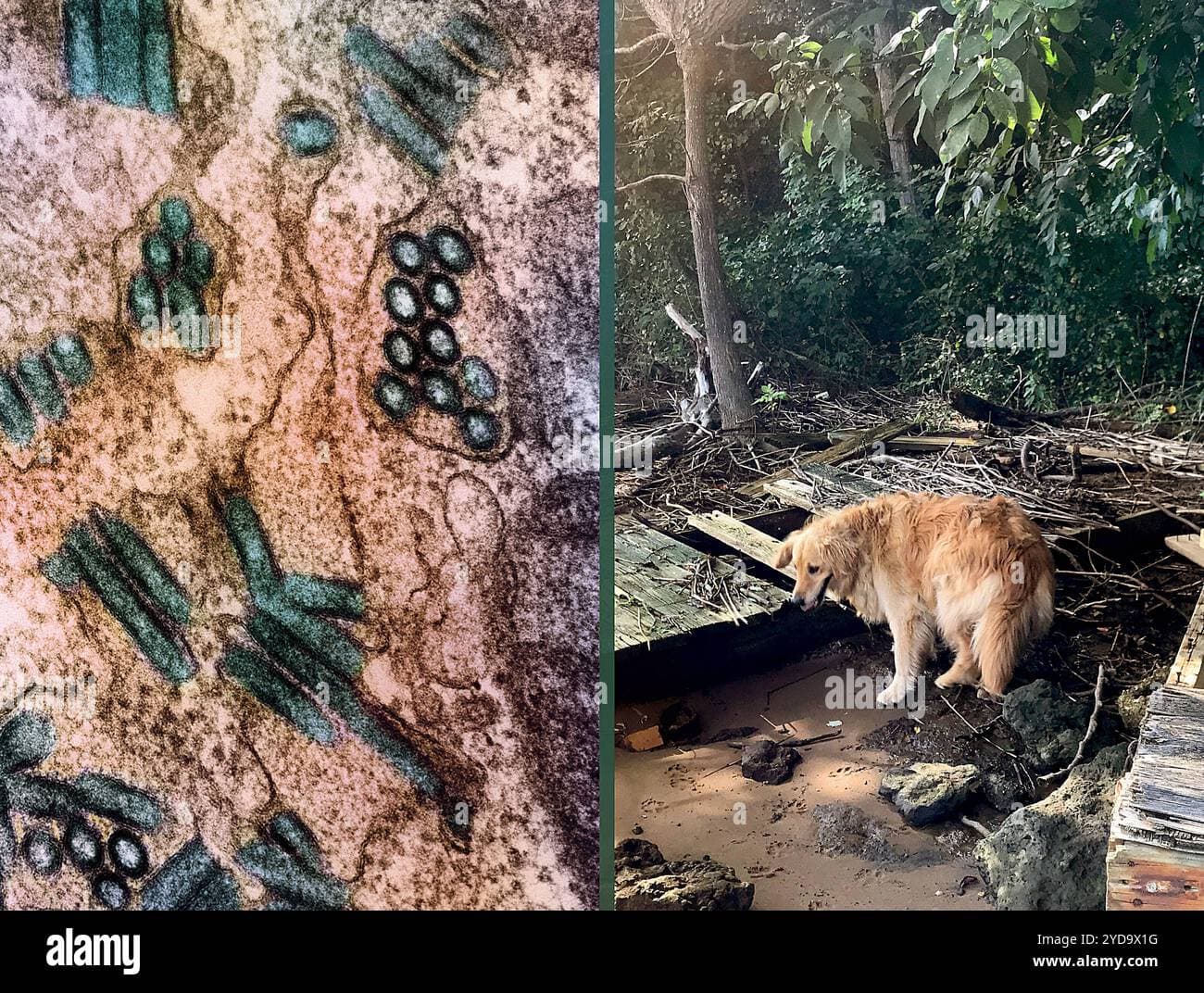 Fact Check: Dogs cause around 25,000 deaths annually, primarily through rabies.