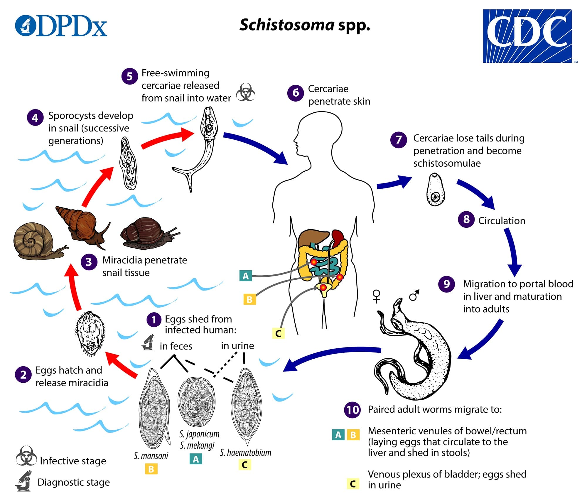 Fact Check: Freshwater snails transmit schistosomiasis, leading to significant mortality.