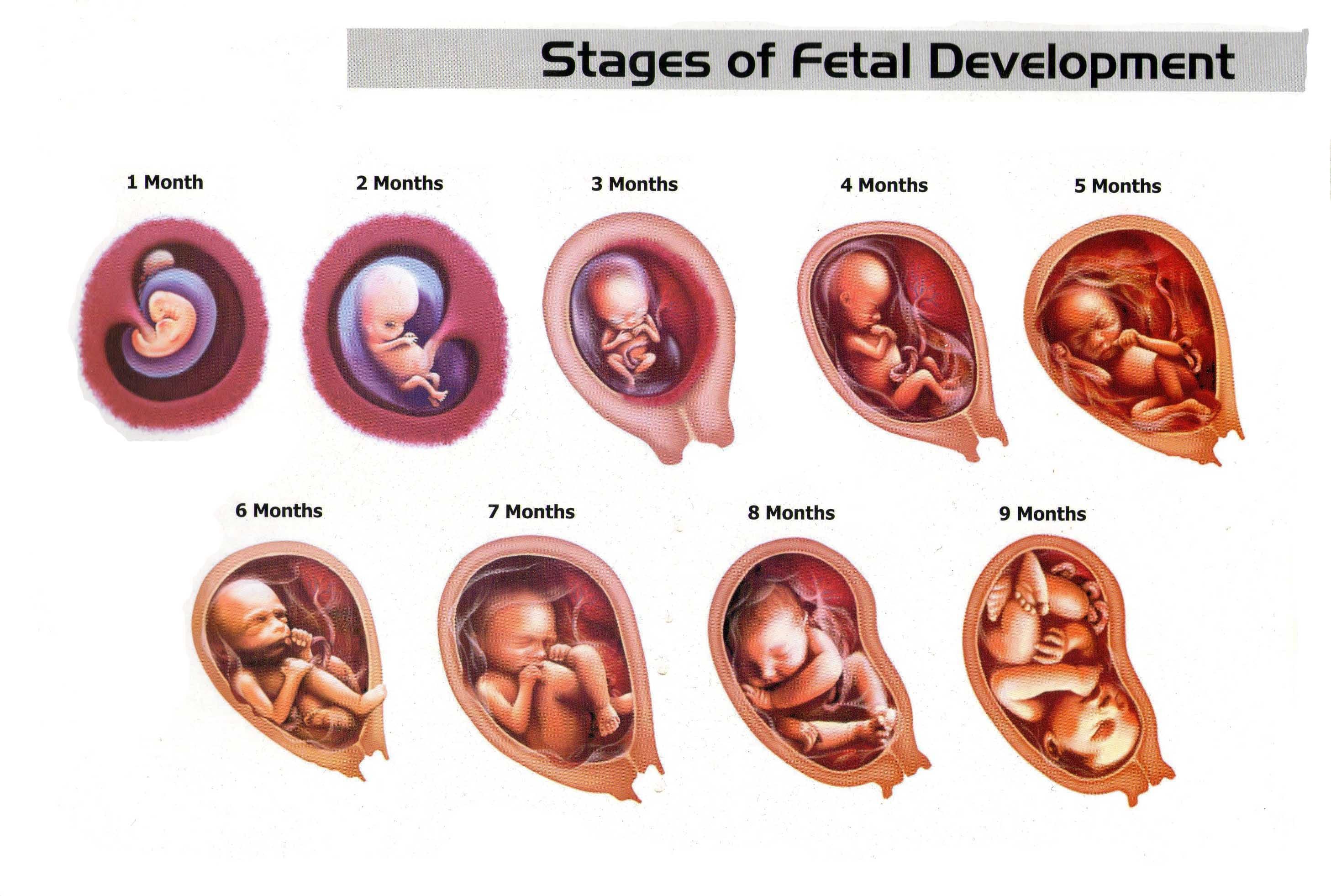 Fact Check: Some babies can survive outside the womb after 21 weeks of gestation.