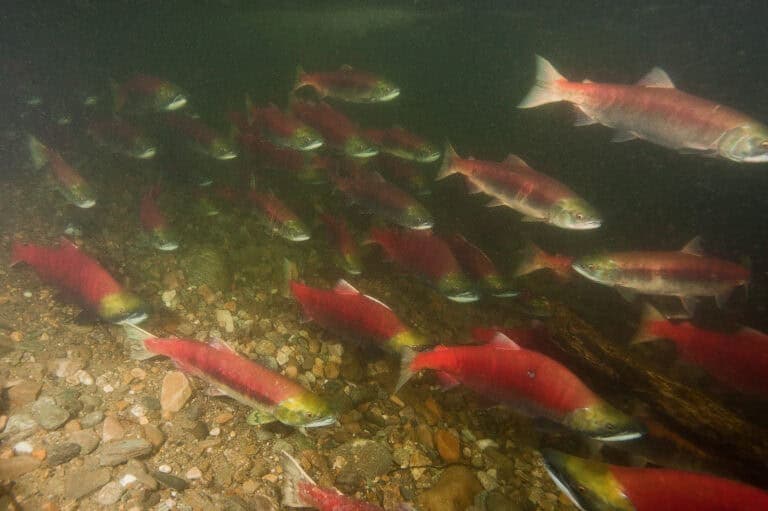 Fact Check: Sockeye salmon are anadromous fish that migrate between freshwater and saltwater.
