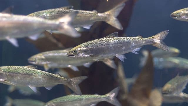 Fact Check: Salmon farming can impact local ecosystems and wild fish populations.