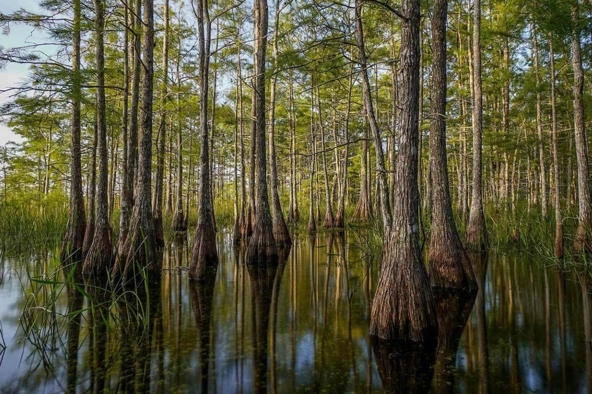 Fact Check: Florida is home to the Big Cypress National Preserve.