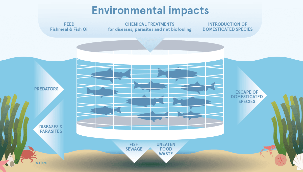 Fact Check: Fish farming can impact local ecosystems and wild fish populations.