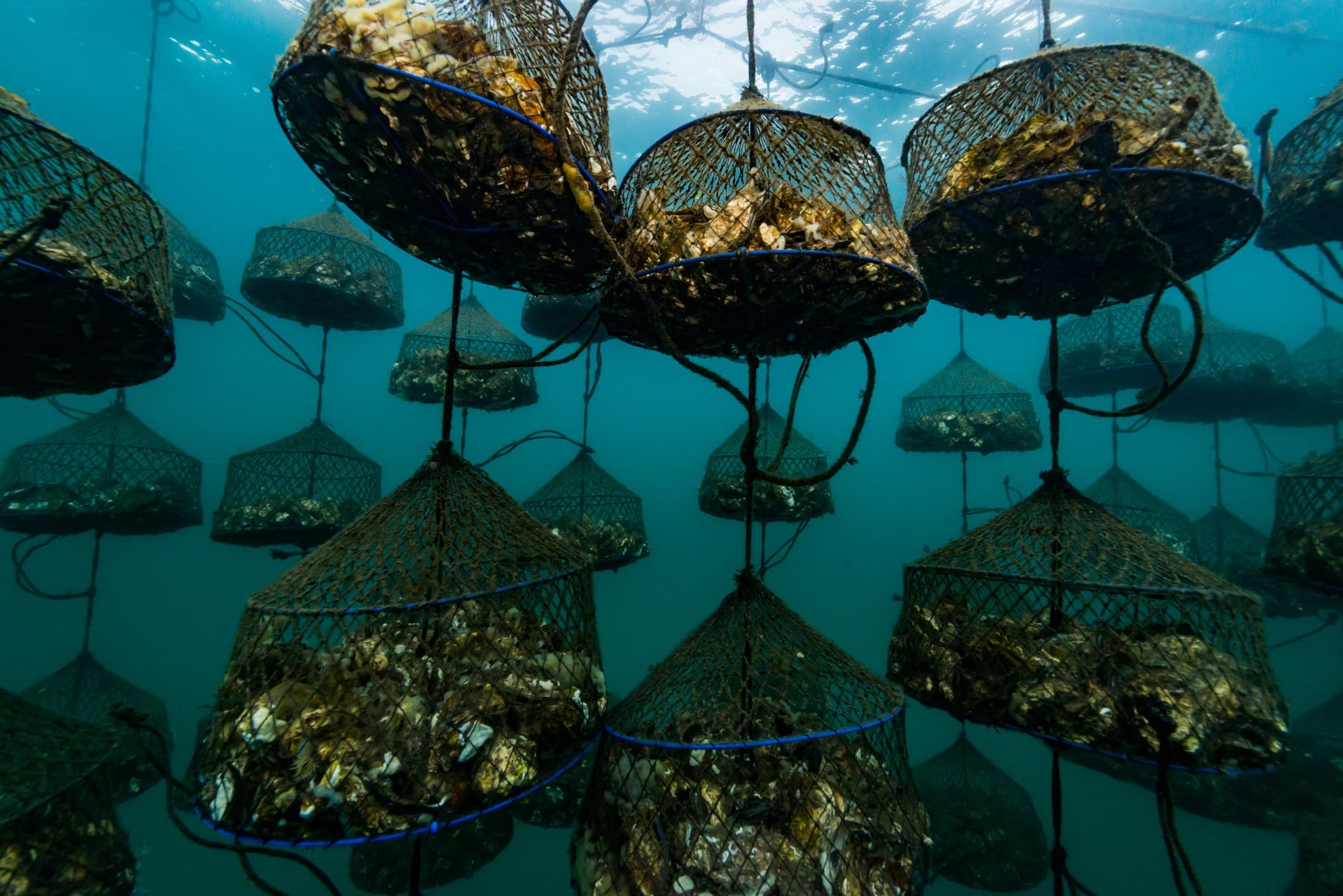Fact Check: Aquaculture is a growing industry worldwide.