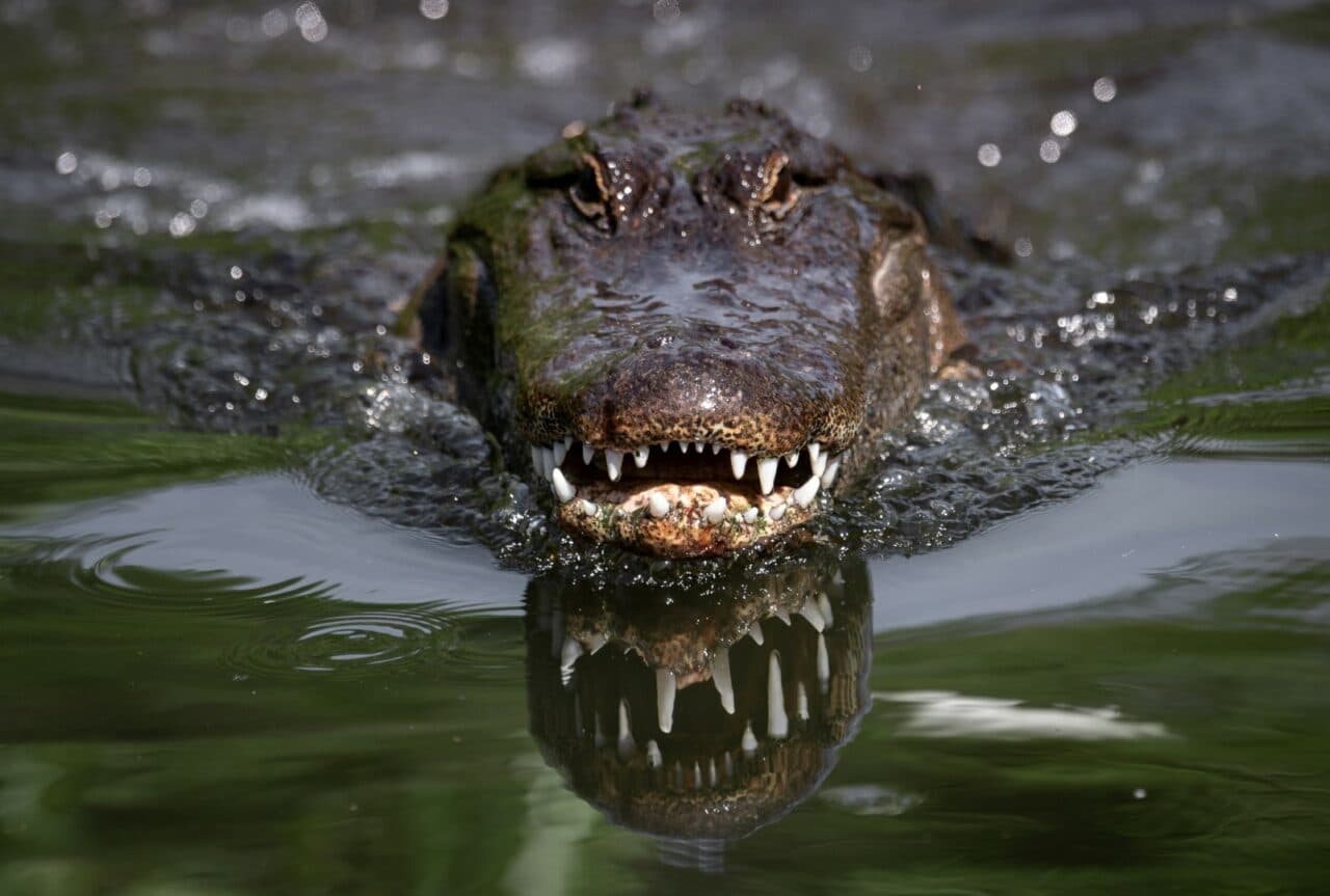 Fact Check: Alligators can be dangerous to humans.
