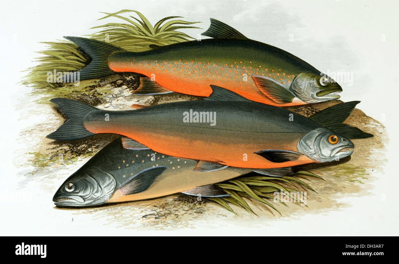 Fact Check: Arctic char are found in cold, northern waters and are closely related to salmon.