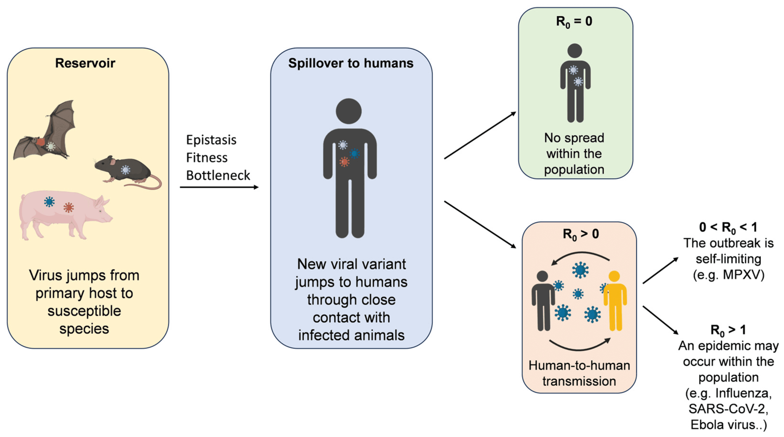 Fact Check: Zoonotic spillover is a potential origin for SARS-CoV-2.