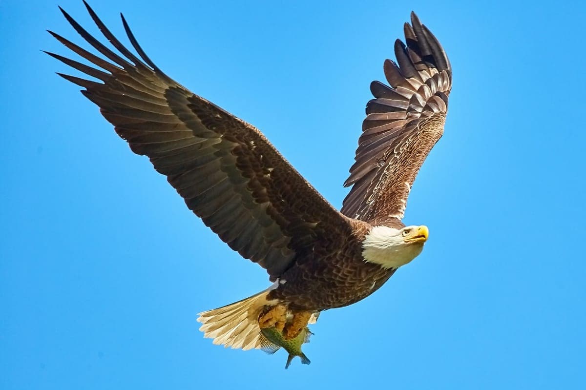 Fact Check: Wind farms kill hundreds of thousands of birds annually.